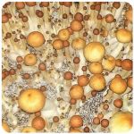Псилоцибиновые (галлюциногенные)  грибы Psilocybin "Golden Teacher" в Балаково