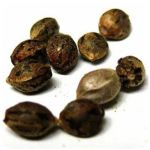 Семена марихуаны АК-47  (Seeds AK-47) в Балаково